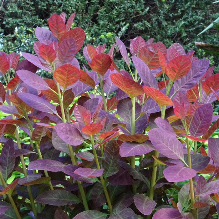 Cotinus coggygria 'Royal Purple'  - Royal Purple Smoke Tree