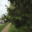 Picea abies  - Norway Spruce