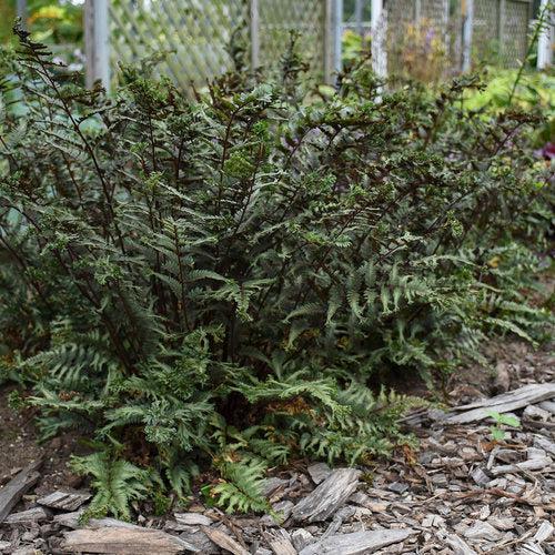 Fern, PW® Crested Japanese Painted Fern