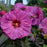 Hibiscus, Summerific® Berry Awesome Rose Mallow