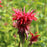 Bee Balm, Jacob Cline Bee Balm