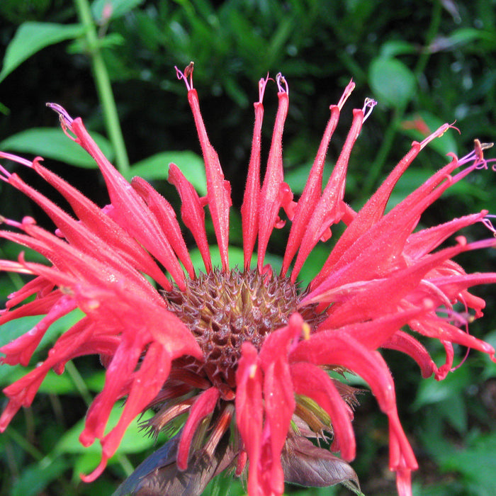 Bee Balm, Bee-You™ Bee-Happy Bee Balm