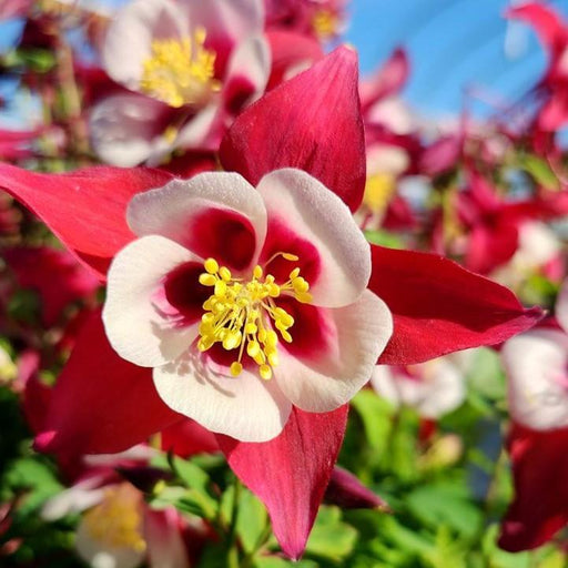 Columbine, Earlybird™ Red White Columbine