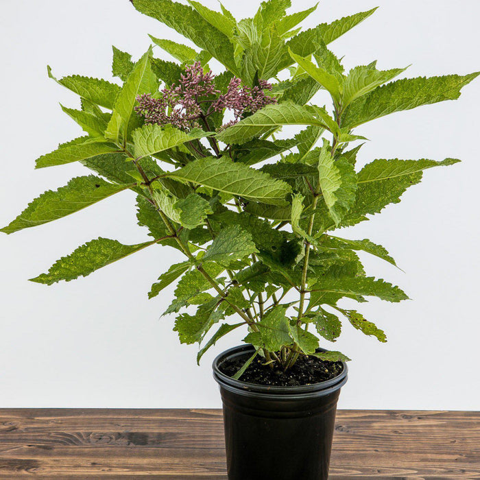 Eutrochium maculatum 'Gateway'  - Gateway Joe Pye Weed