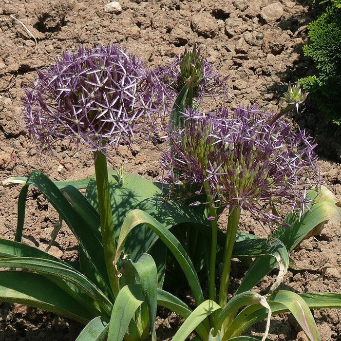 Allium, Star of Persia