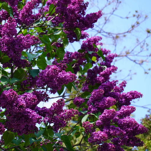 Syringa vulgaris 'Yankee Doodle'  - Yankee Doodle Lilac