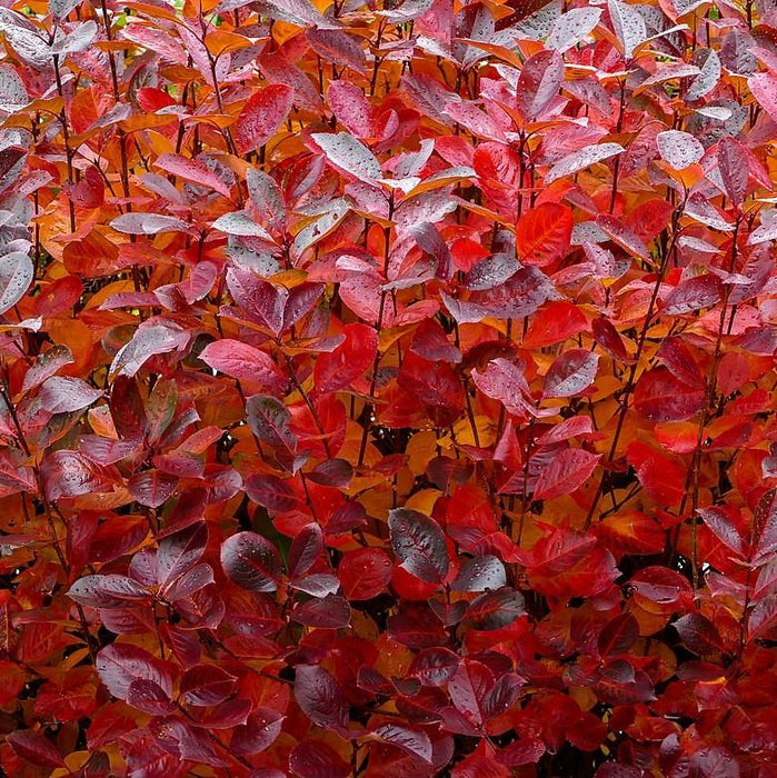 Chokeberry, Black Chokeberry