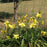 Hemerocallis 'Hyperion'  - Hyperion Daylily