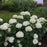 Hydrangea arborescens 'NCHA8'  - Invincibelle® Limetta Smooth Hydrangea