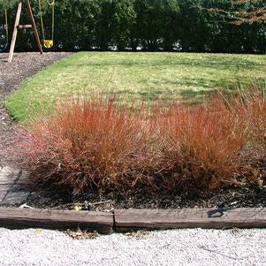 Cornus racemosa 'Hurzam'  - Huron® Dogwood