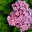 Hydrangea macrophylla ‘Hortmafarfa’ PP32,164  - Bloomin' Easy® Starfield™ Hydrangea