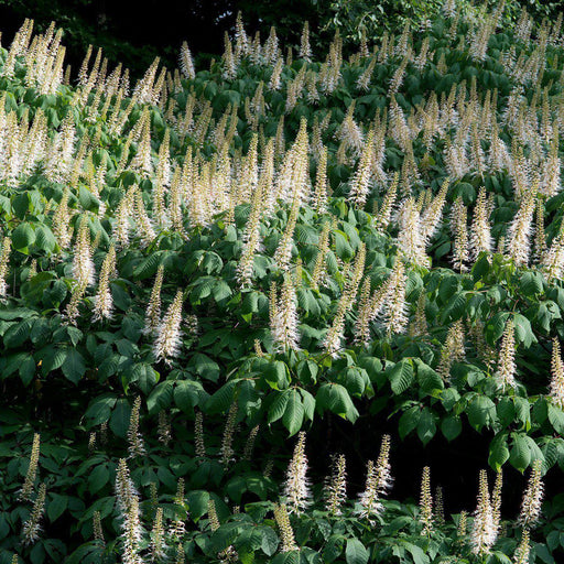 Aesculus parviflora  - Buckeye Bottlebrush