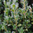 Ilex crenata 'MAD-IC-I' PP32,035  - First Editions® Chubby Hubby™ Japanese Holly