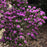 Rhododendron, Purple Gem Rhododendron