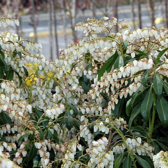 Pieris japonica 'Dorothy Wyckoff'  - Dorothy Wyckoff Andromeda