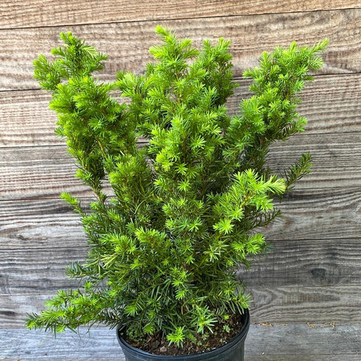 Taxus x media 'Densiformis'  - Dense Spreading Yew