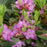 Rhododendron, PJM Elite Rhododendron