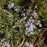 Aster, Blue Wood Aster