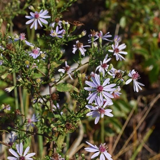 Aster, Blue Wood Aster