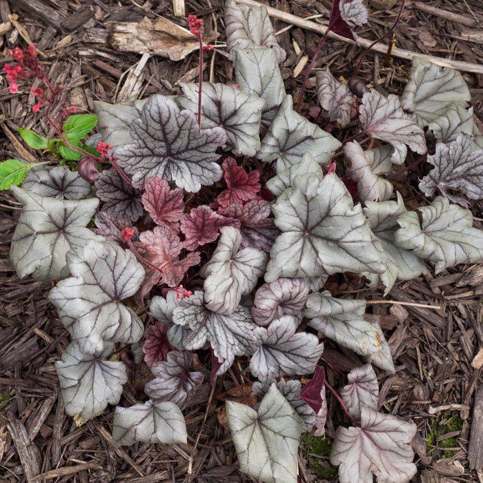 Heuchera 'Silver Gumdrop' PP29207  - Dolce® Silver Gumdrop Heuchera