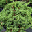 Juniperus procumbens 'Nana'  - Japanese Garden Juniper