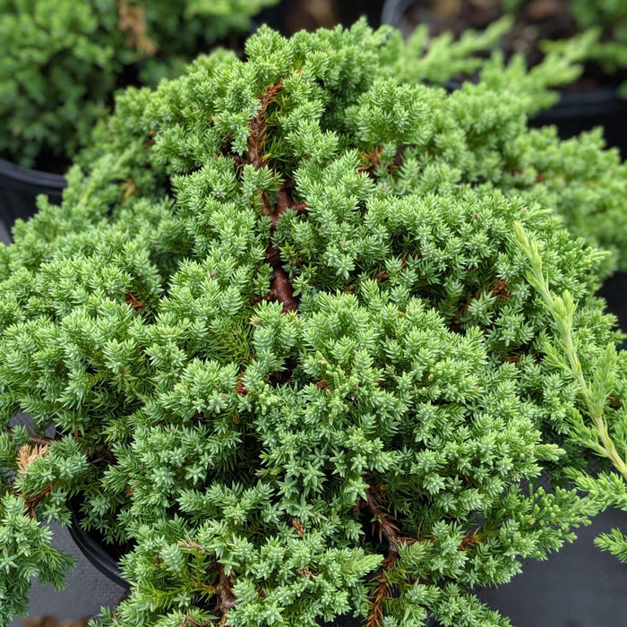 Juniperus procumbens 'Nana'  - Japanese Garden Juniper
