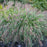 Grass, Red Head Fountain Grass