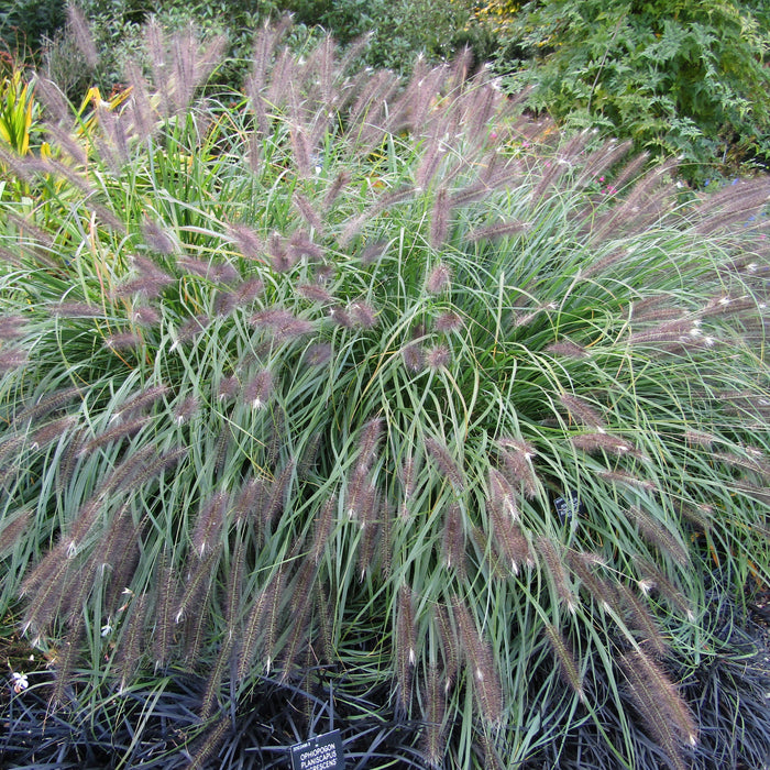 Grass, Red Head Fountain Grass