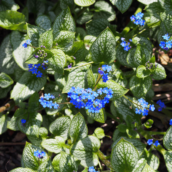 Bugloss, Sea Heart Siberian Bugloss