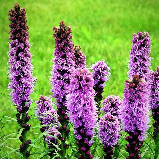 Gayfeather, Marsh Blazing Star, Gayfeather
