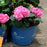 Hydrangea macrophylla 'P11HM-11'  - Endless Summer® Bloomstruck® Hydrangea