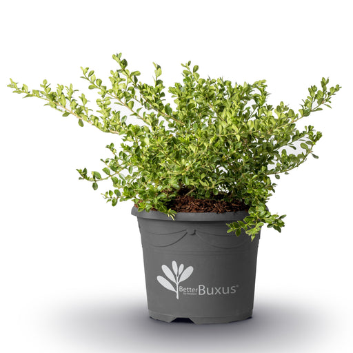 Buxus 'HER2010B04’ PP32273  - BetterBoxwood® Babylon Beauty™ Boxwood