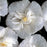 Hibiscus syriacus 'Notwoodtwo'  - White Chiffon® Rose of Sharon