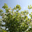 Cornus florida 'Cloud Nine'  - Cloud Nine Dogwood