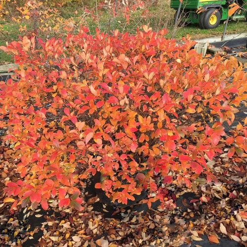 Chokeberry, PW® Low Scape Mound® Aronia