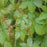 Parthenocissus quinquefolia  - Virginia Creeper