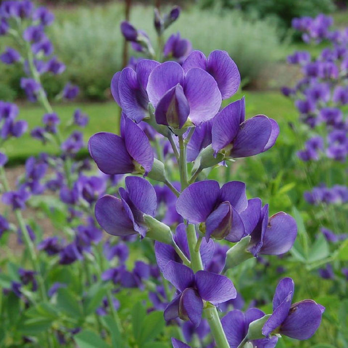 Baptisia, Blue False Indigo