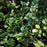 Boxwood, Winter Gem Boxwood