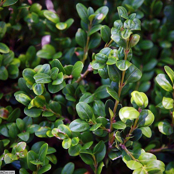 Boxwood, Winter Gem Boxwood