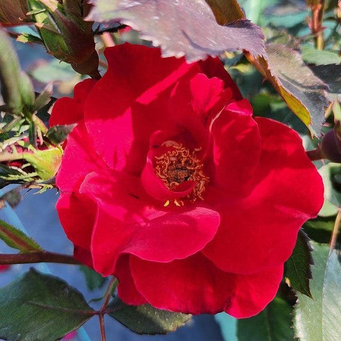 Rosa 'Bartholomew'  - Miracle on the Hudson™ Rose