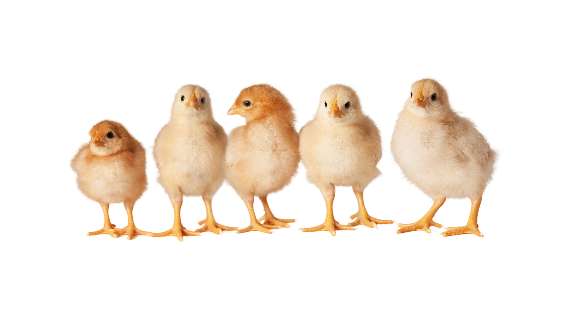 Online & Instore Pet, Farm, & Garden Center Mackey's Grows CT