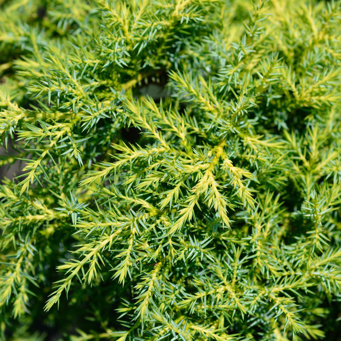 Juniperus chinensis 'Gold Star'  - Gold Star Juniper