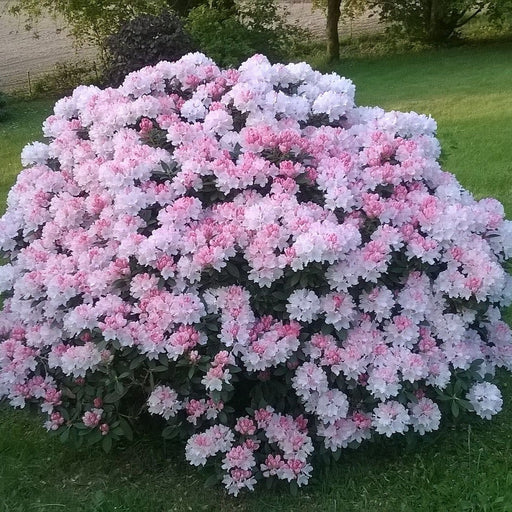 Rhododendron, Percy Wiseman Rhododendron