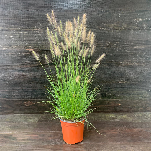 Grass, Hameln Fountain Grass