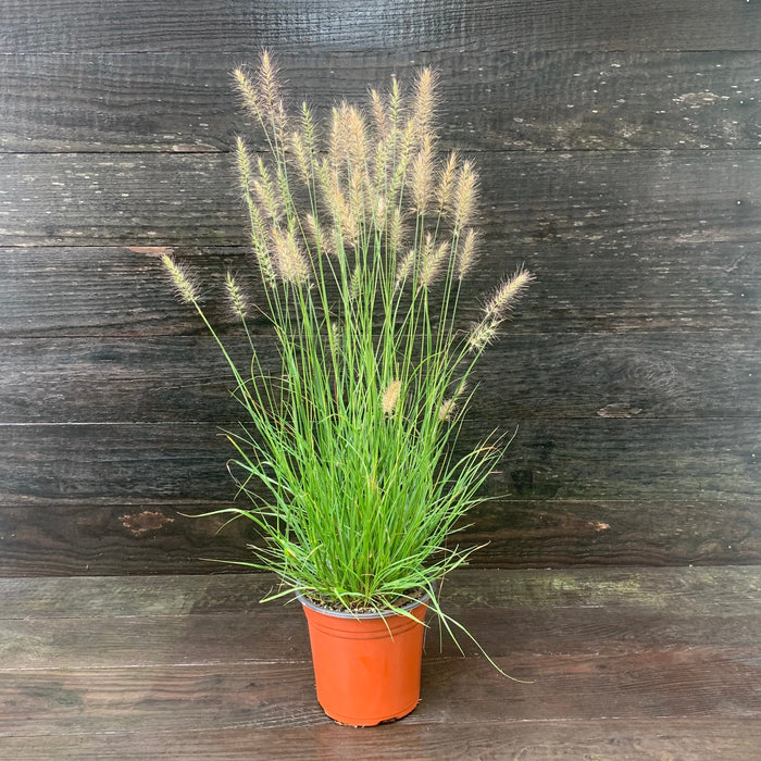 Grass, Hameln Fountain Grass