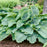 Hosta 'Diamond Lake' PP30769  - PW® Shadowland® Diamond Lake Hosta