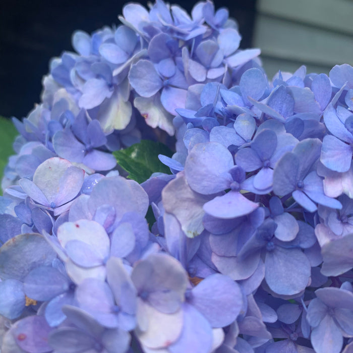 Hydrangea macrophylla 'Nikko Blue'  - Nikko Blue Hydrangea