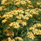 Yarrow, Moonshine Yarrow