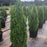 Thuja occidentalis 'Smaragd'  - Emerald Green Arborvitae