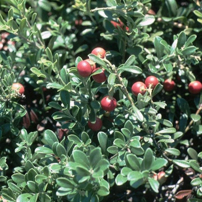 Arctostaphylos uva-ursi 'Massachusetts'  - Massachusetts Bearberry